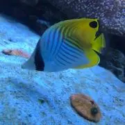 erhrの画像