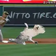 じじの画像