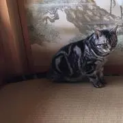 すーの画像