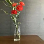 Tkhsの画像