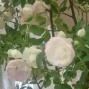 七味の画像