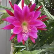 さきママ