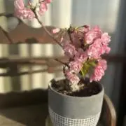 まめまるの画像