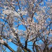 Flowerの画像