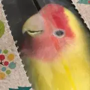 makko