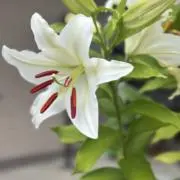 妃和の画像