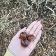 むなばなの画像