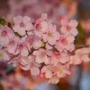 かんたろうの画像