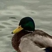 koの画像
