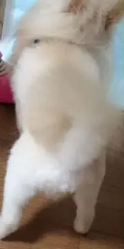 ツキの画像