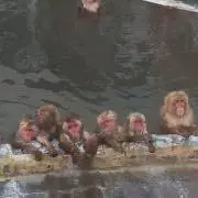 はなの画像