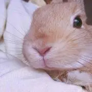 ぴょんきちの画像