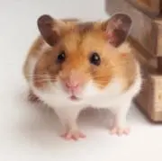 美品 Craftman クラフトマン JazzMaster ジャズマスター 茶 美品 Craftman クラフトマン JazzMaster ジャズマスター 茶 - メルカリ