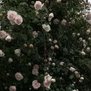 S子の画像