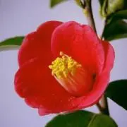 椿