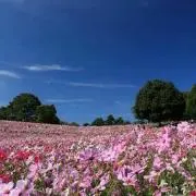 もも