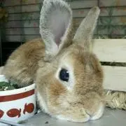 うにょにょ