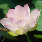 anの画像