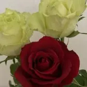me♡即購入OKの画像