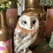 Mukuchiの画像