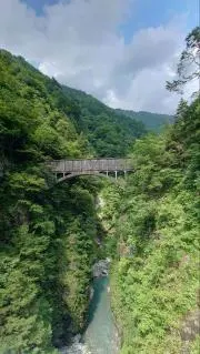 クロベの画像