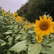 aの画像