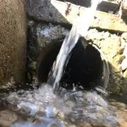 ポチタの画像