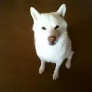 yuki