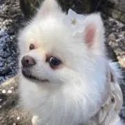 あやかの画像