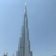 ヤシの木