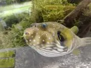 ふえの画像