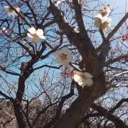 うめの画像