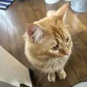 べる 即購入可の画像