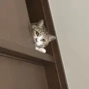 ♡の画像