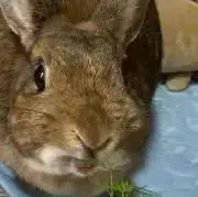 もかの画像