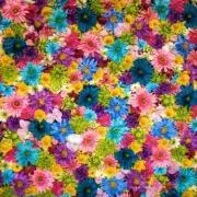さやかの画像