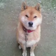 みっく