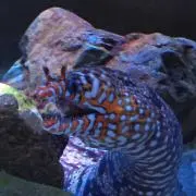 みこ