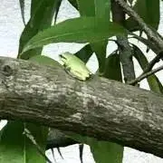 kamemus