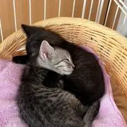 すずちゃん