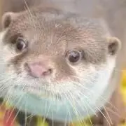 かわうその画像