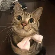 あずち