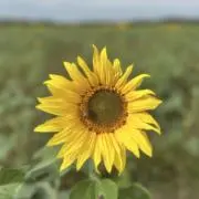 ヒマワリの画像