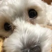 ちゃーこの画像