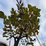 ねみまの画像