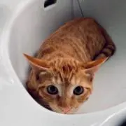 ジャックの画像