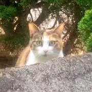 ねここの画像