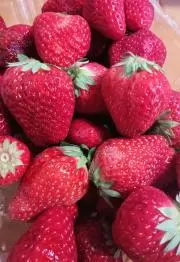 鈴蘭