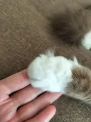 さくらのおもちの画像