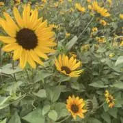 みこぴ*⑅♥の画像